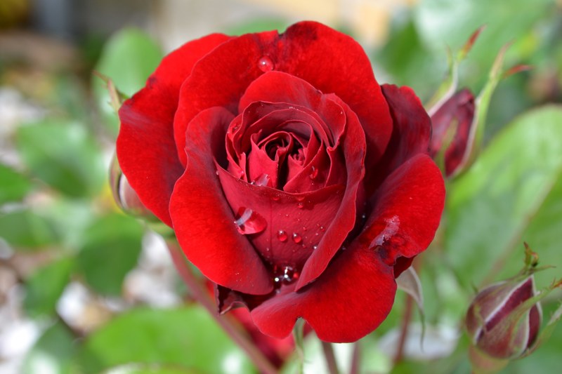 rose red flower victor hugo summer valentin love 4k