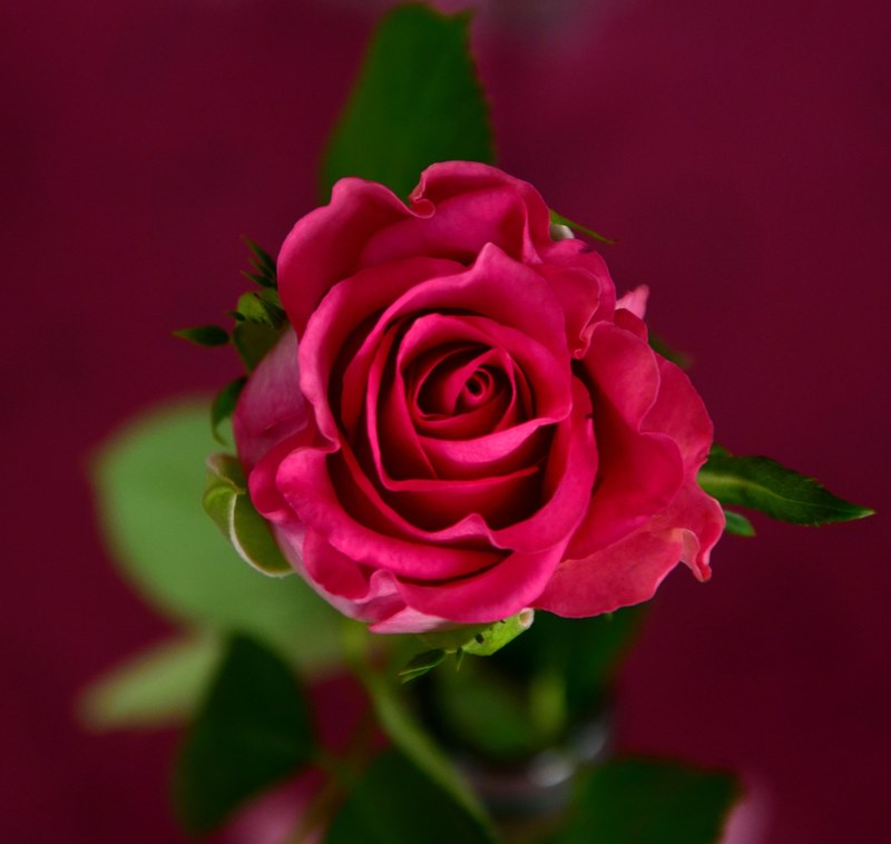 rose pink blossom bloom flowers rose bloom 4k