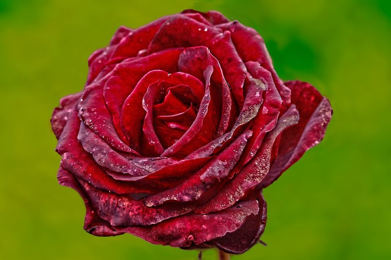 rose flower red rose red plant autumn rose 4k