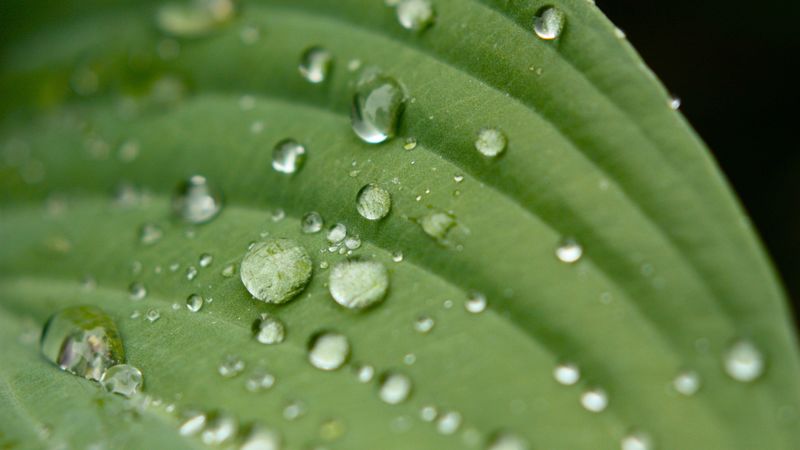 droplet, surface, leaves, grass, veins, 4k