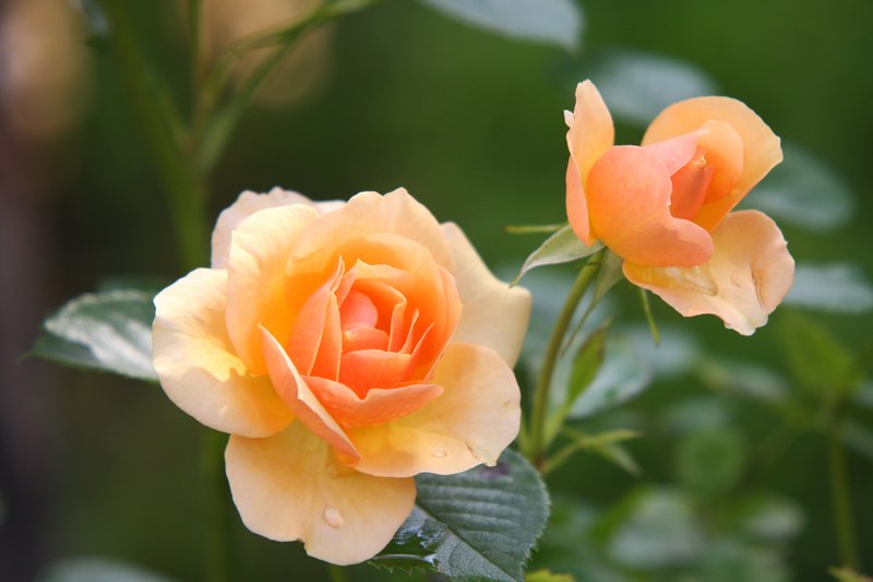 rose flower blossom bloom rose bloom plant 4k
