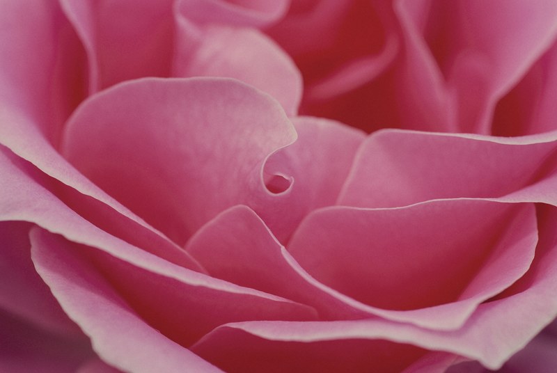 rose pink romance love flower romantic valentine 4k