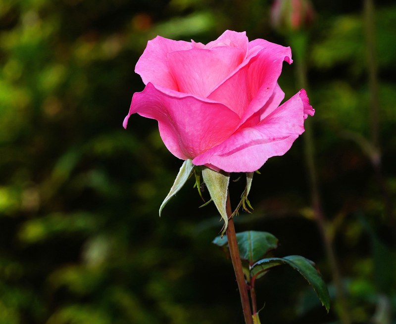 rose blossom bloom pink rose bloom beauty 4k