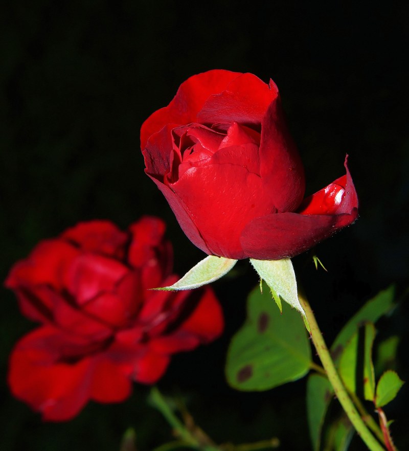 rose red blossom bloom rose bloom beauty garden 4k
