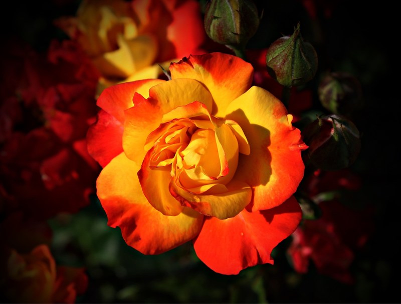 rose flower blossom bloom yellow red love tender 4k