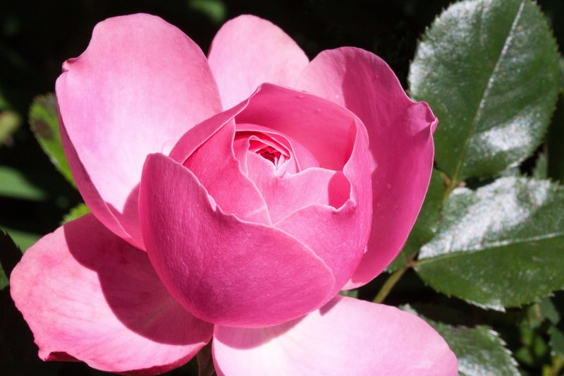 rose pink green flowers summer flower roses 4k