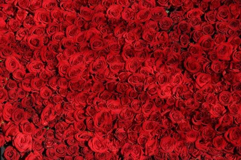 rose roses flowers red valentine 4k