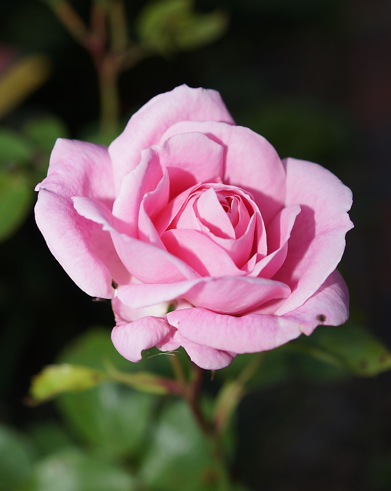 rose blossom bloom rose bloom pink fragrance 4k