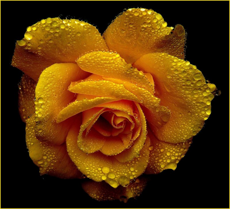 rose roses blossom bloom rose bloom beauty plant 4k