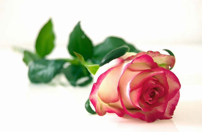 rose flowers blossom bloom beauty romantic color 4k