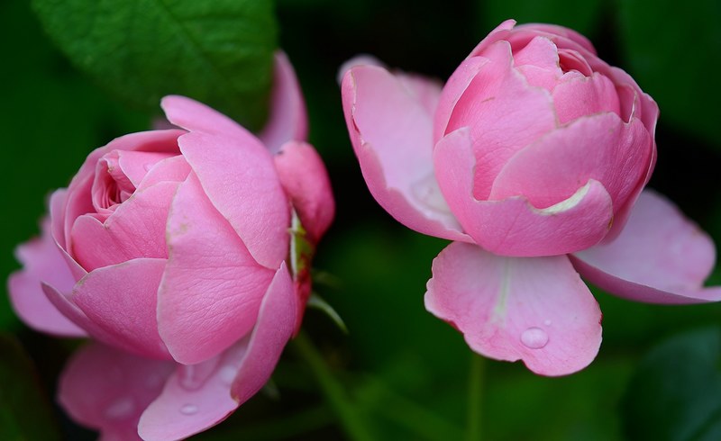 rose rosaceae flower pink garden blooming thorny 4k