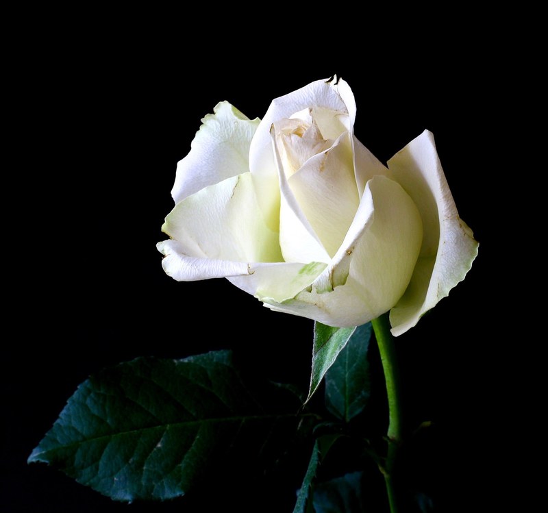 rose plant tender nature rose bloom flower 4k