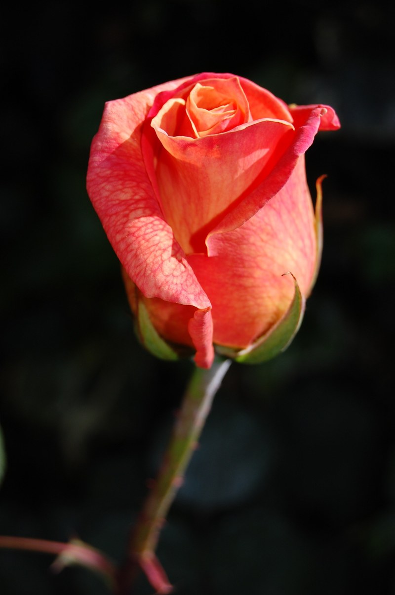 rose roses flora flower flowers bloom fragrance 4k