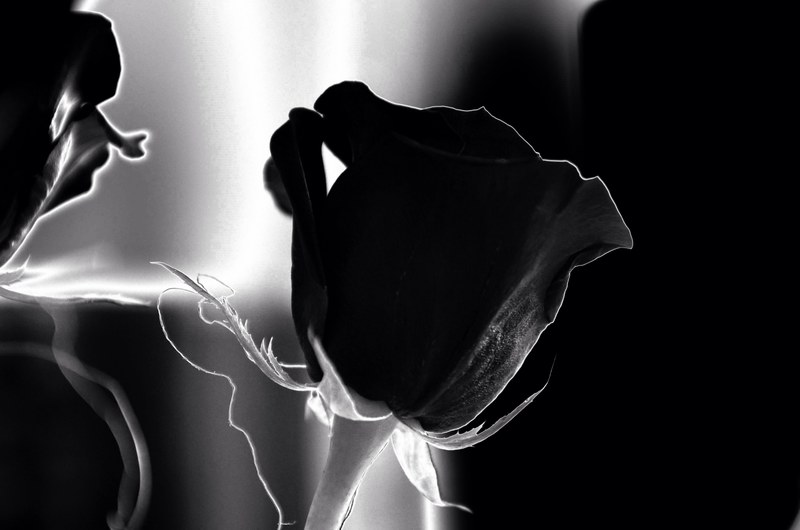rose black white black and white flower plant 4k