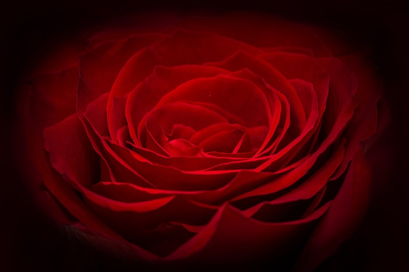 rose red rose red flower petals waves glow 4k