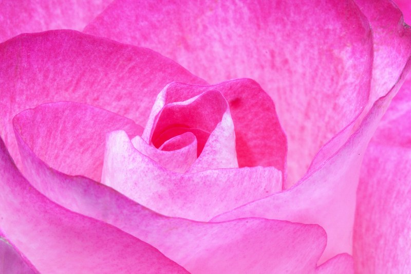 rose pink family rose family flora plant tender 4k