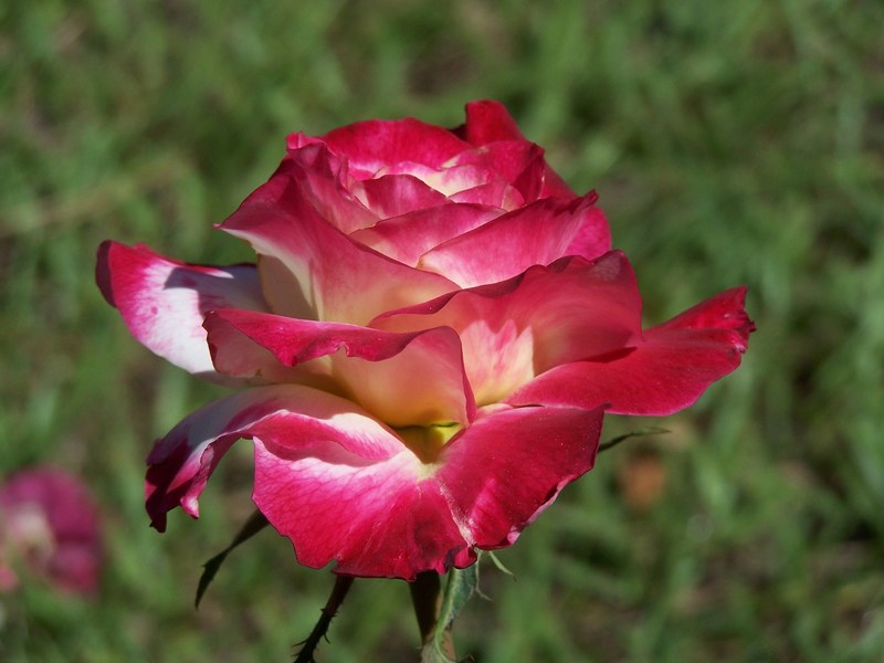 rose petal flower macro nature pink flowers 4k