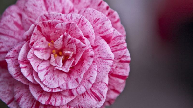 flowers, stripes, lines, petals, 4k