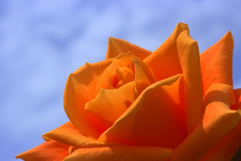 rose orange flowers summer flower roses bloom 4k