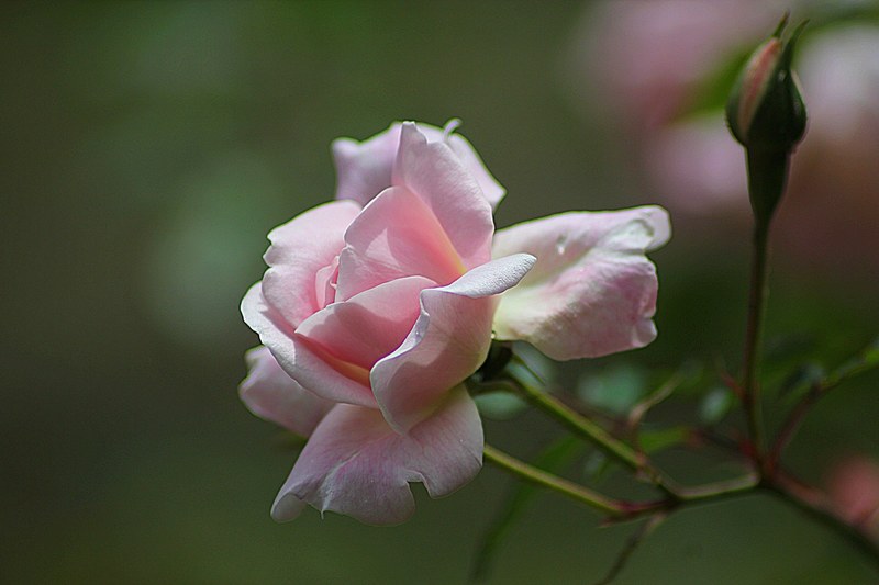 rose floral plant natural blossom bloom petal 4k