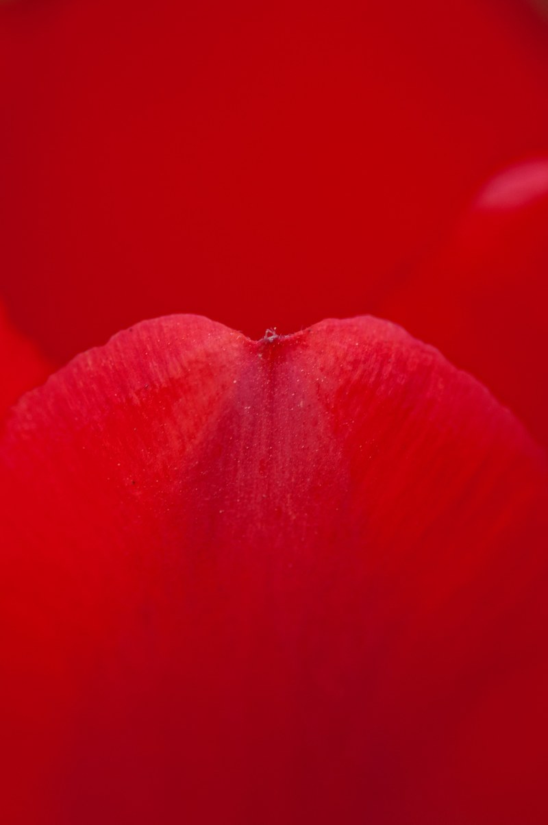 rose petal red rose petals flower macro nature 4k