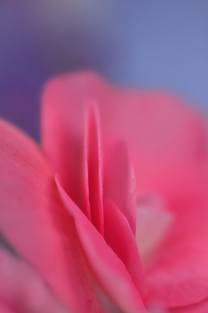 rose petal pink petal of a rose flower macro 4k