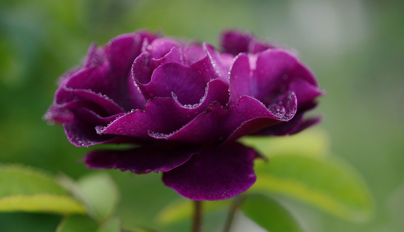 rose flower rose blooms roses love burgundy 4k