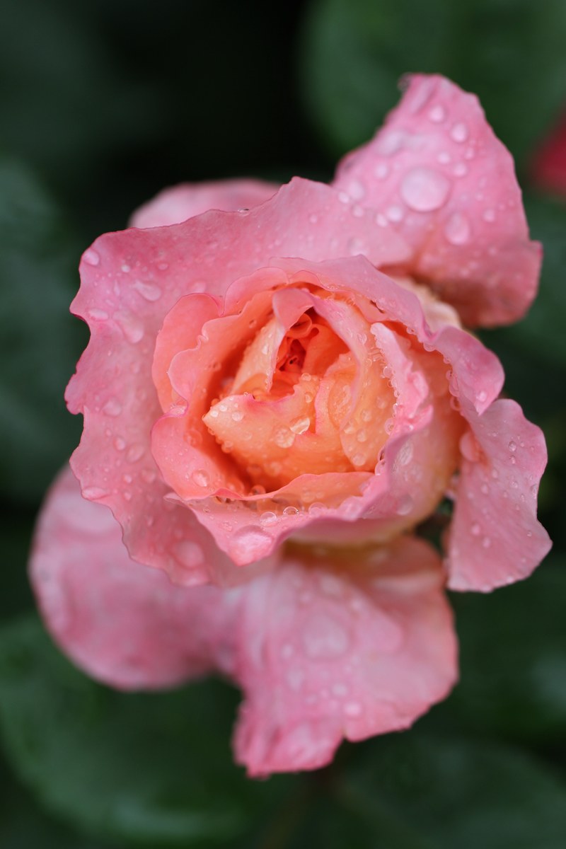 rose flower rose blooms pink nature pink flower 4k