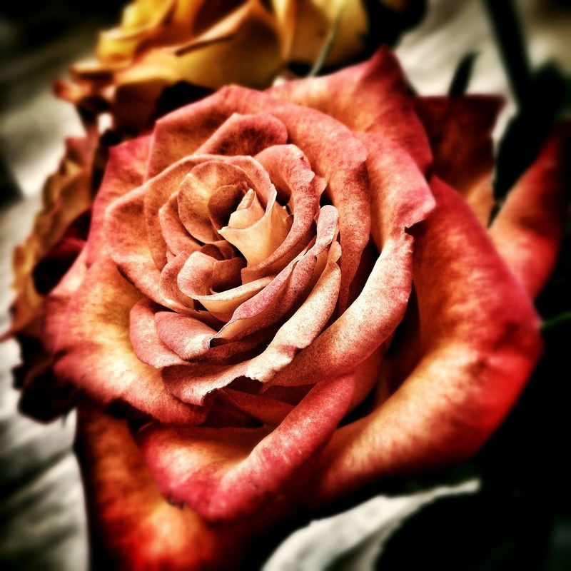 rose flower love feelings affection romantic red 4k
