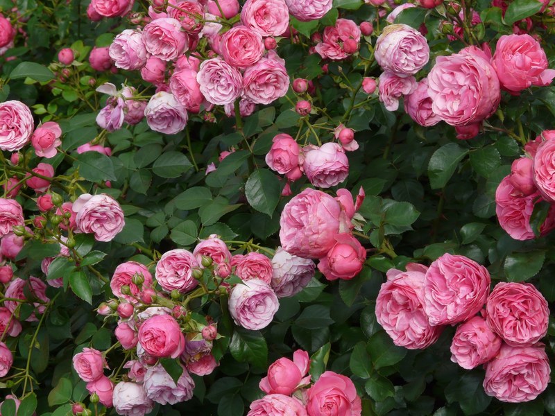 rose pink rose flower roses floribunda pomponella 4k