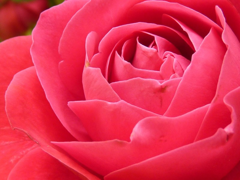 rose rose bloom bloom flower red beautiful color 4k