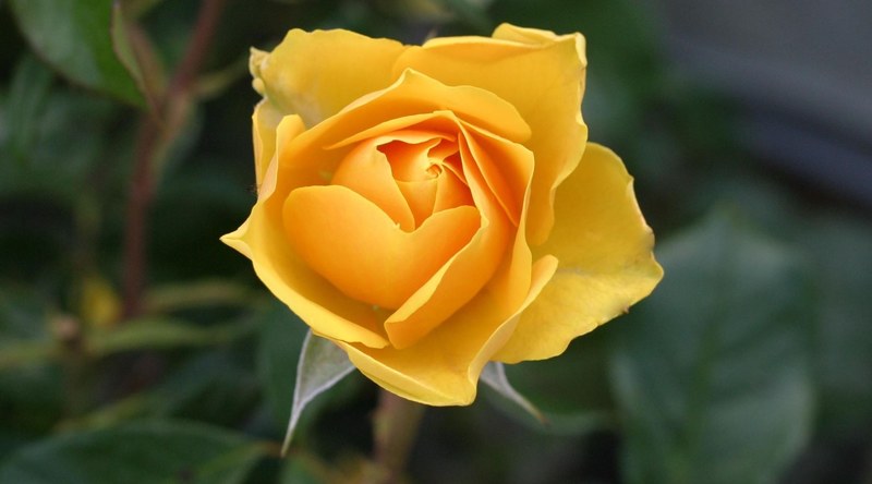 rose flower yellow yellow rose 4k