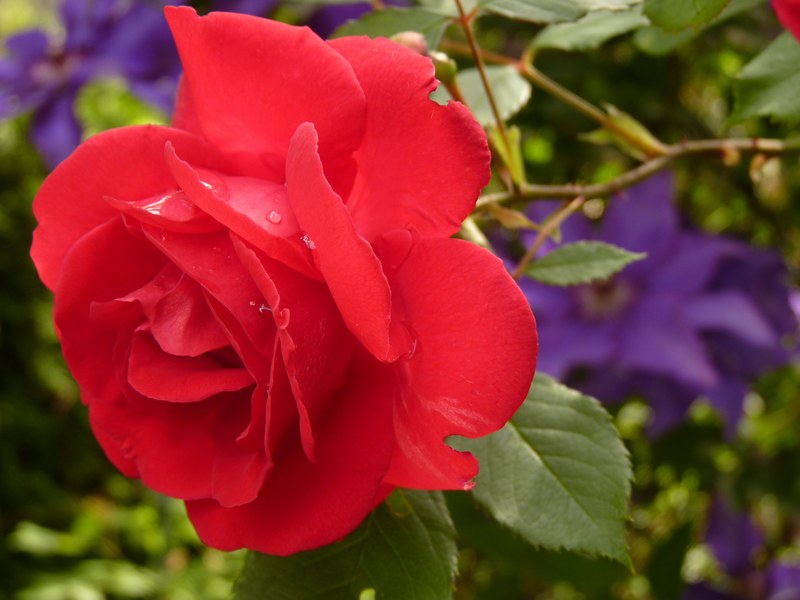 rose blossom bloom red rose rose bloom fragrance 4k