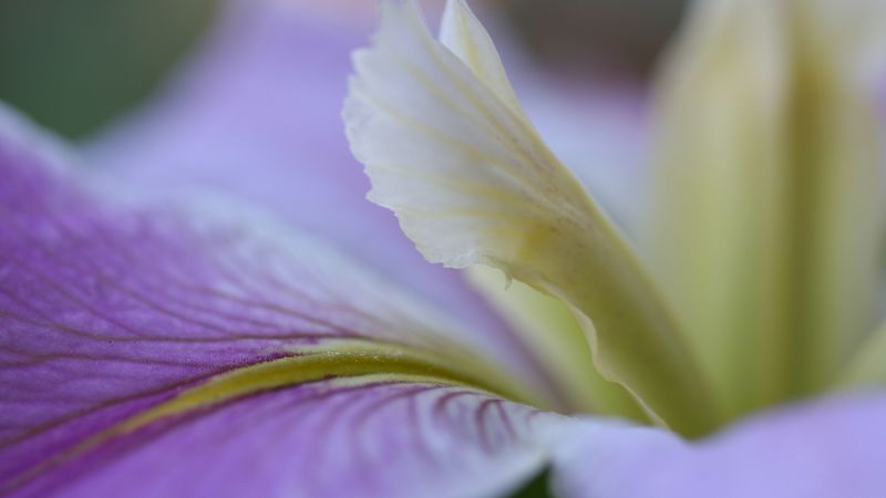 flower, petals, lines, purple, white, 4k
