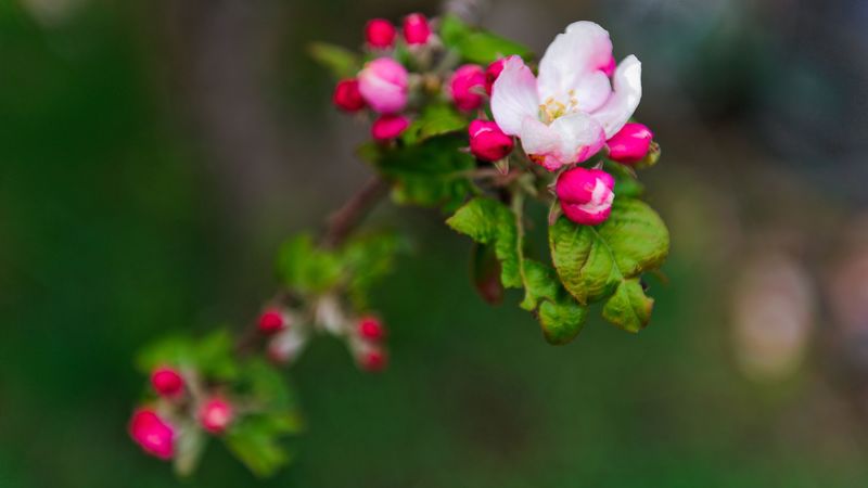 flowers, branches, blur, bloom, 4k