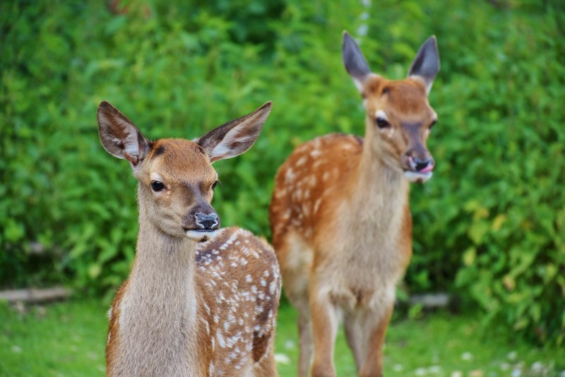 roe deer kitz wild forest red deer young fawn 4k