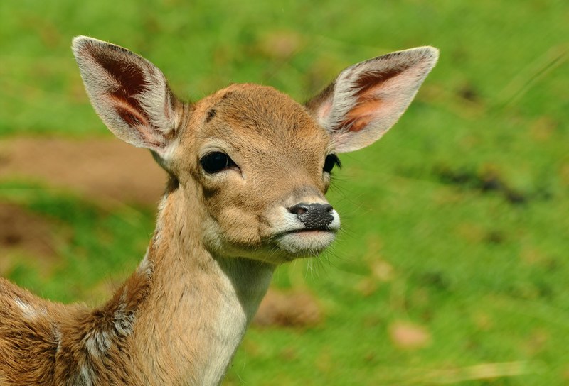 roe deer fawn kitz young deer wild bambi 4k