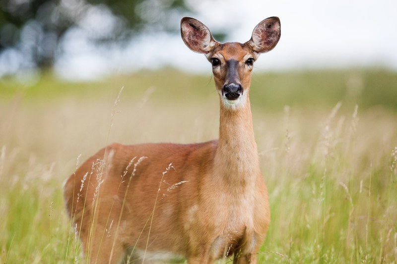roe deer capreolus capreolus animal nature cute 4k