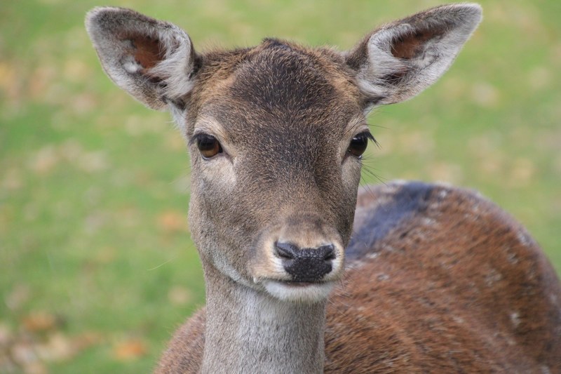 roe deer dülmen germany wild mammal animal 4k