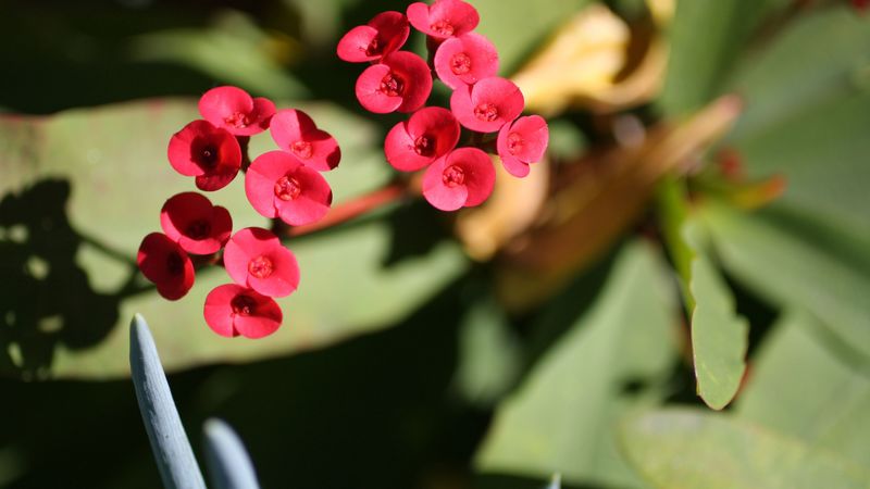 flower, leaves, plant, stem, 4k