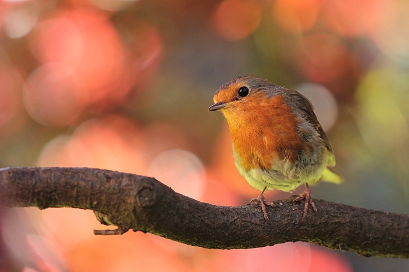 robin bird on branch in the garden 4k