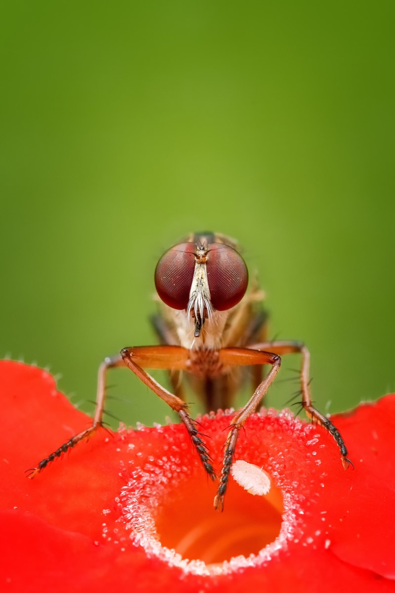 robberfly fly insect macro animal wildlife 4k