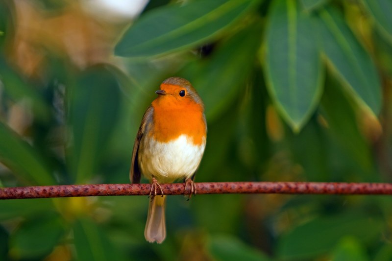 robin bird red robin feathered animal nature 4k