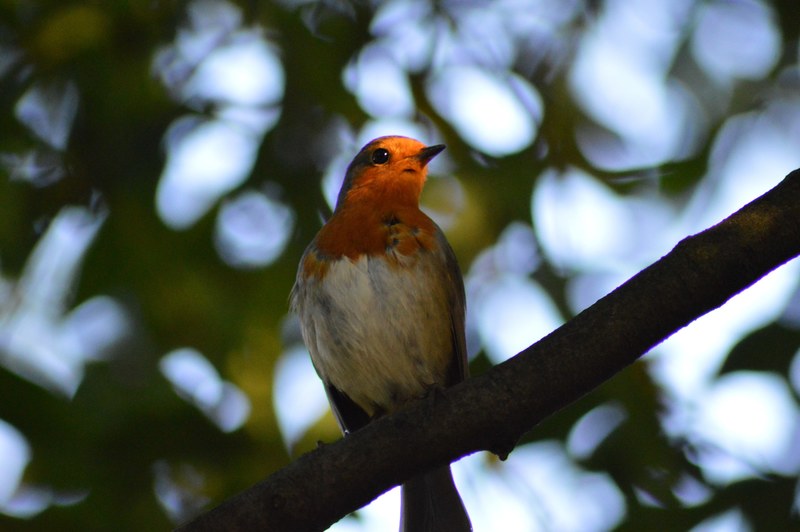 robin bird red robin 4k