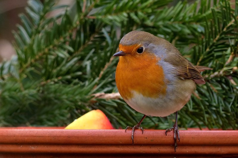 robin bird songbird garden winter food bowl 4k