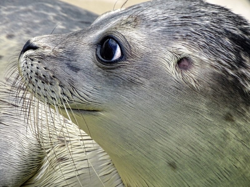 robbe seal howler aquatic animal animal water 4k