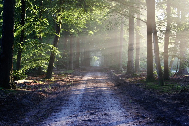 road sun rays path forest nature silence rest 4k
