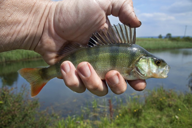 river fish coarse fishing perch fish freshwater 4k