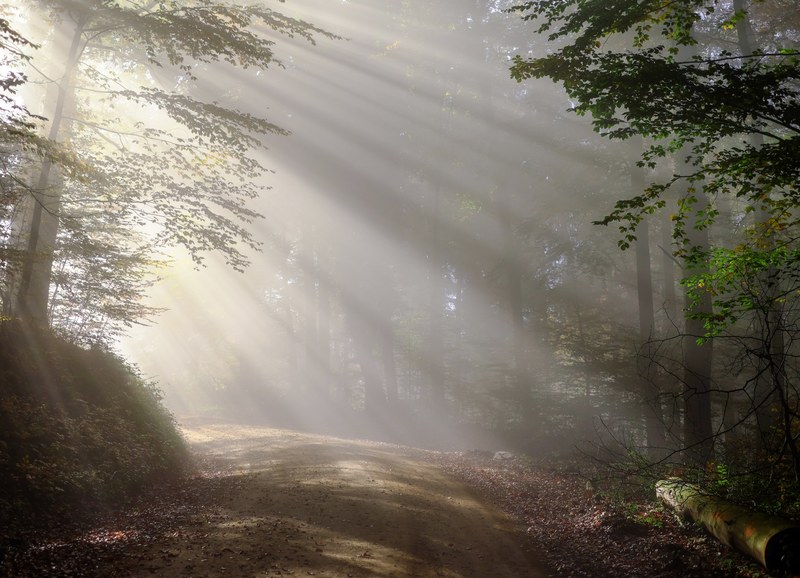rise morning fog sunbeam forest morgenstimmung 4k