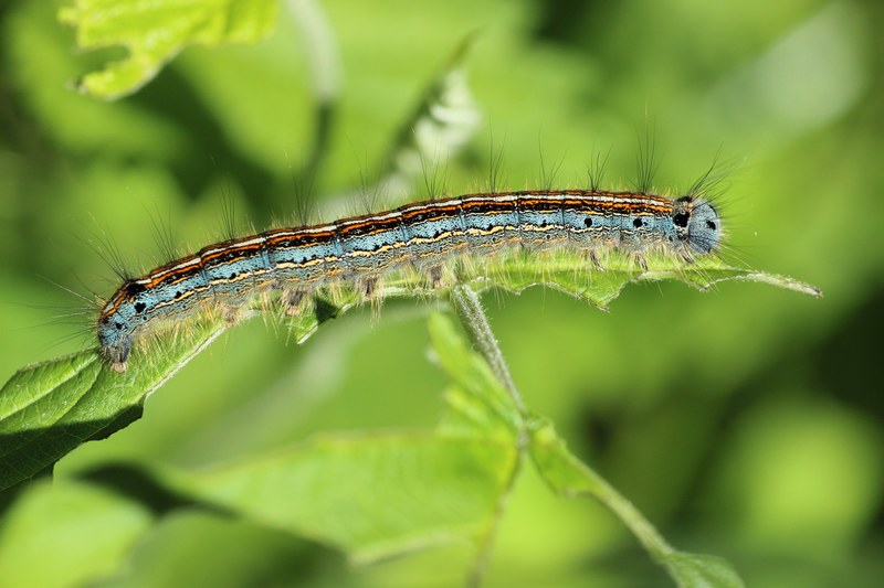ringelspinner caterpillar insect hairy close color 4k